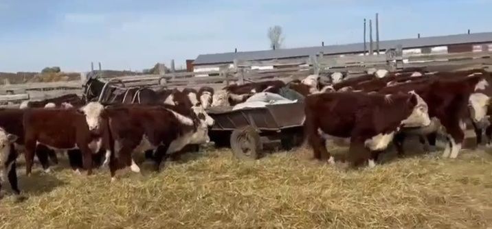 Бычки 25бас акбас