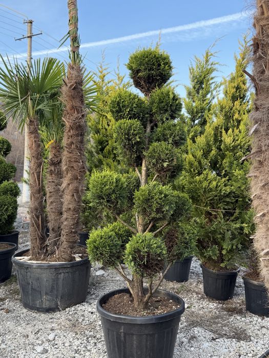 Vand plante ornamentale diferite specii de calitate extra