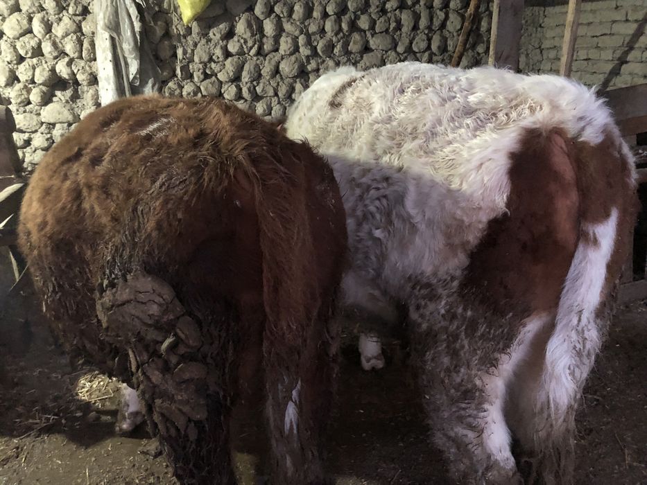 Semintal buqalar sotiladi