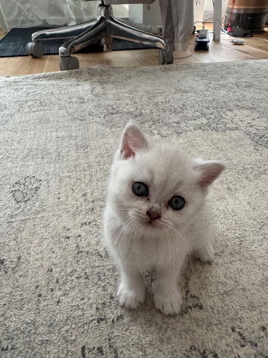 Puiut British Shorthair chinchilla silver
