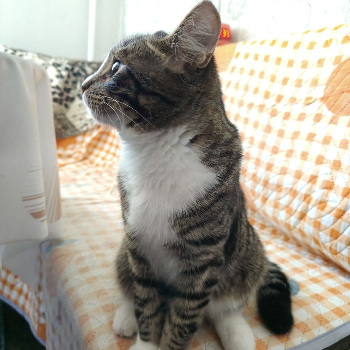 Отдам котёнка 5мес. В добрые руки