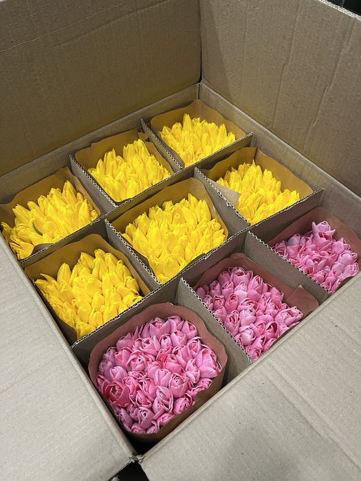 Свежие тюльпаны 420тг!/шт