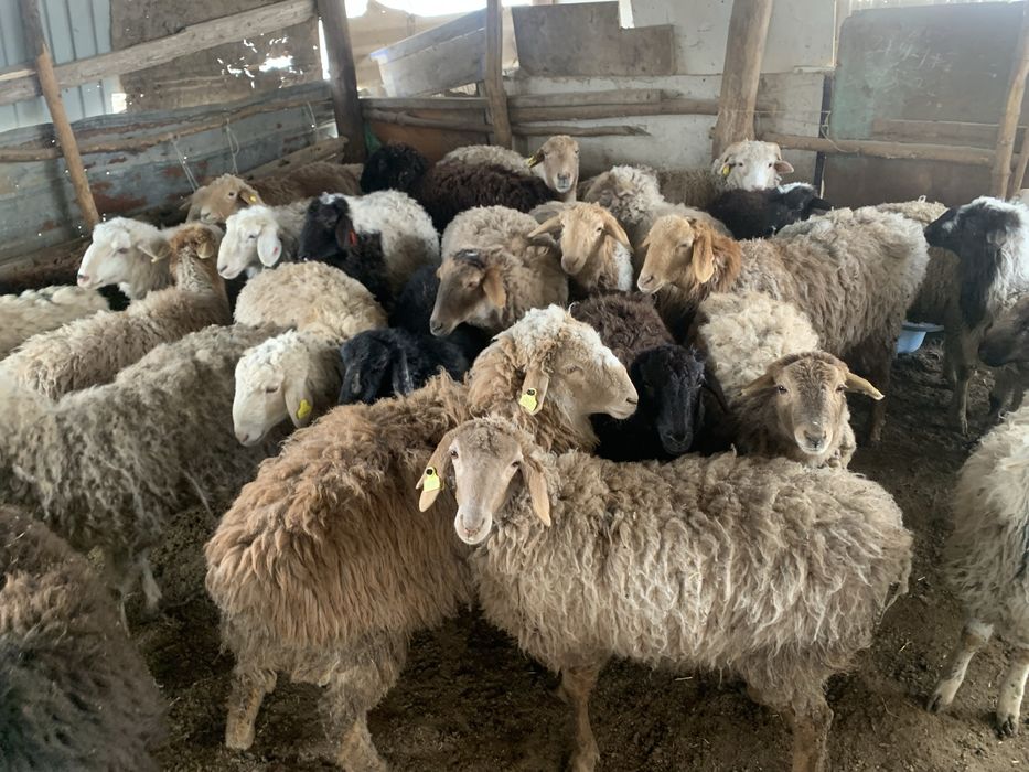 Семіз тоқтылар сатылады