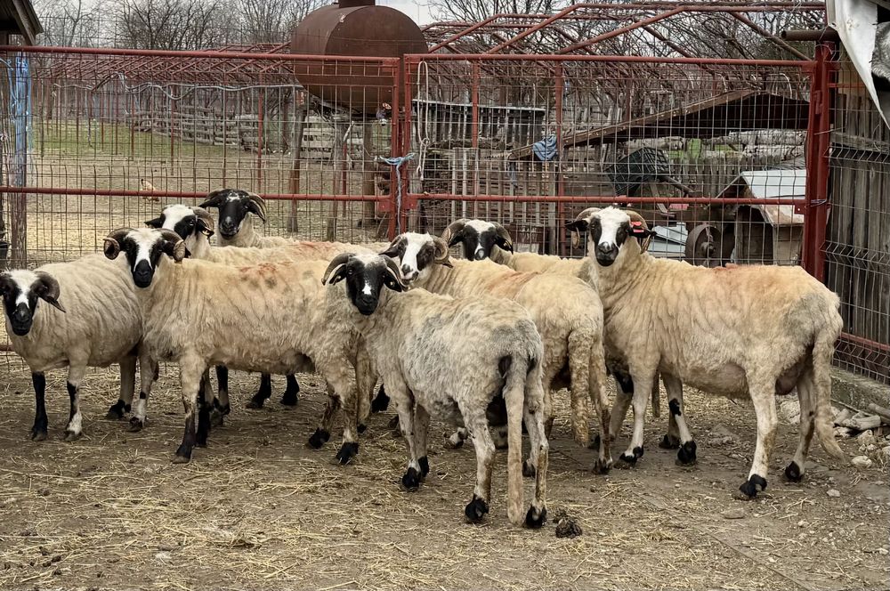 Oi breze de vânzare