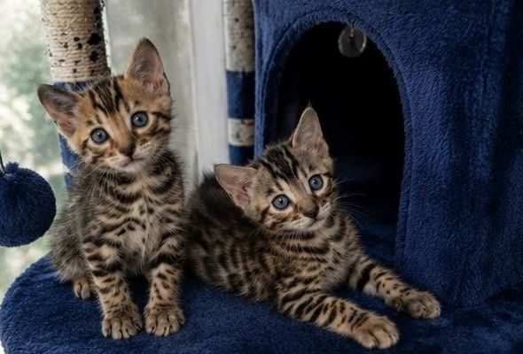 Бенгалска  котка