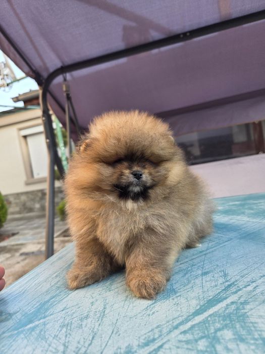 Померан мини момче с всички необходими ваксини!