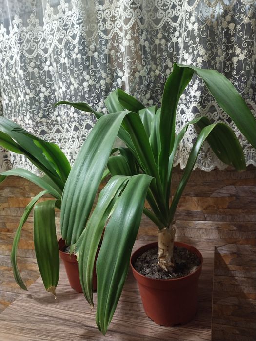 Срочно продаются Кринумы