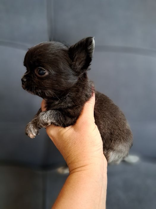 Продам мини Чихуахуа