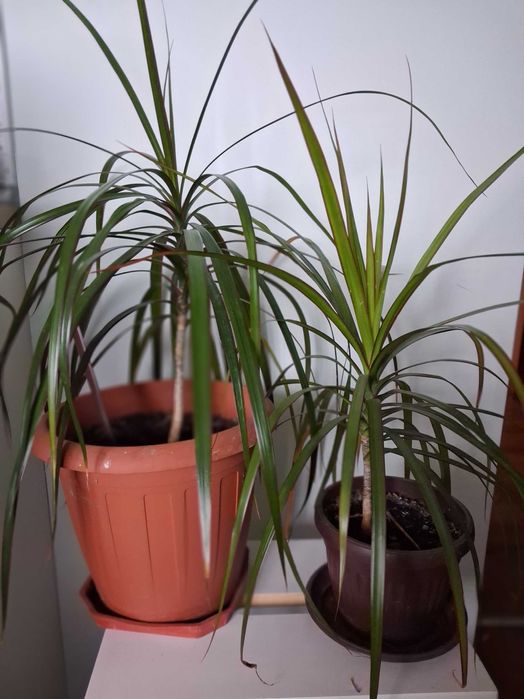 Стайни растения -Коледничета,  Драцена