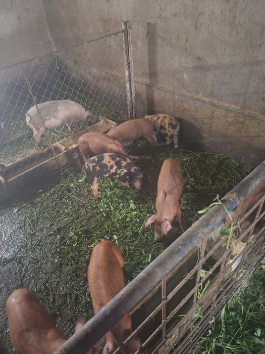 Vand porci rasa duroc