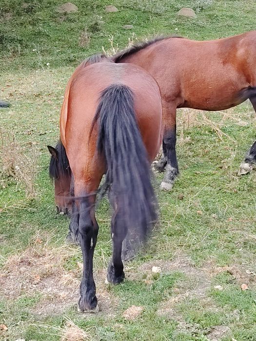 Cârlan de 2 ani, semi greu din părinți foarte buni!
