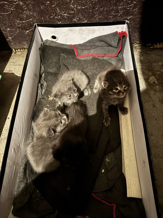 Котята в хорошие руки