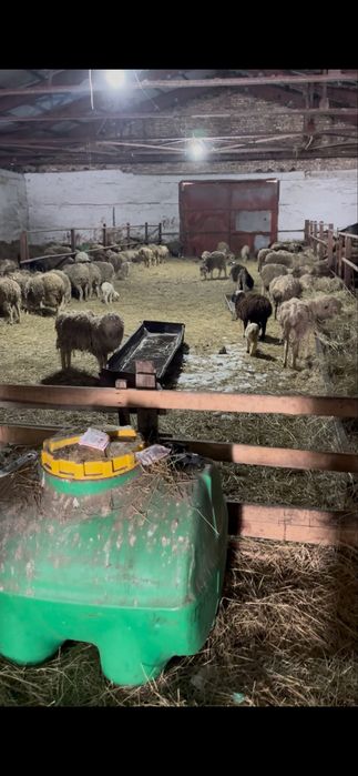 Бараны с ягнятамти.