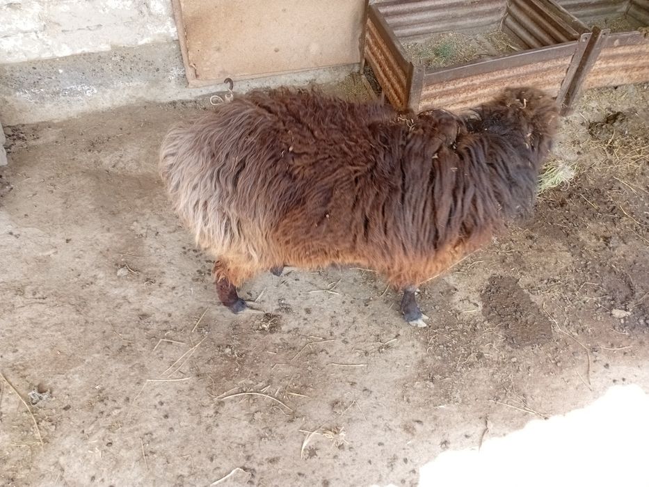 qazoqi qo'y sotiladi