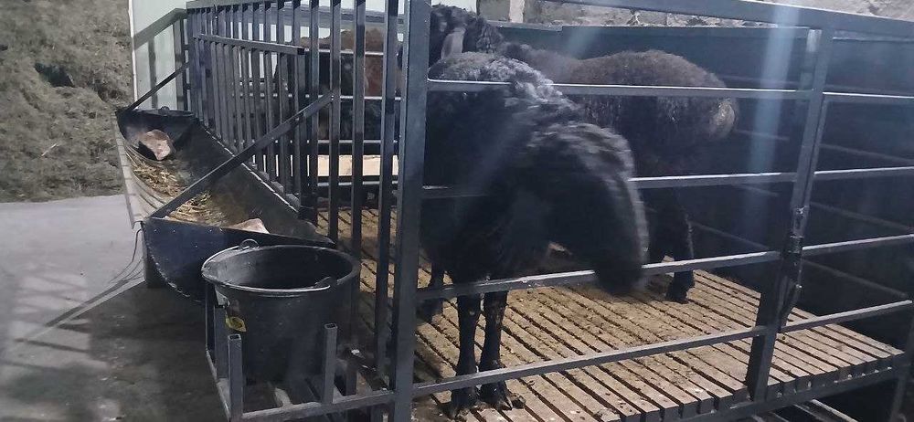 Qo'yxona, qo'ylar uchun alohida yashash joyi