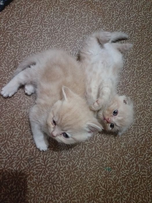 Erotika Passion filmini onlayn tomosha qiling