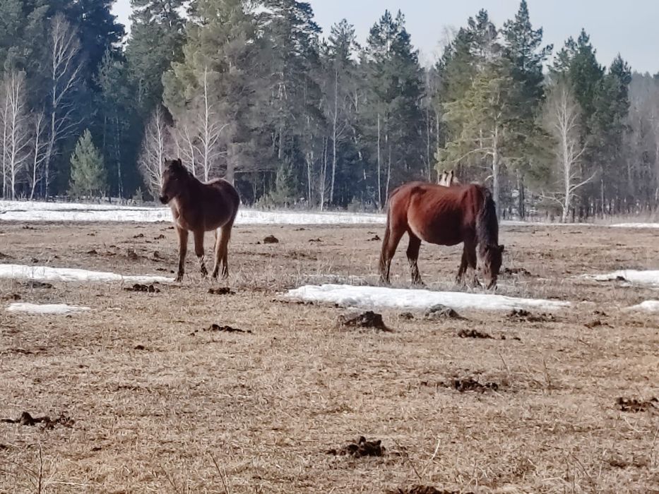 Продам лошадей пять голов срочно
