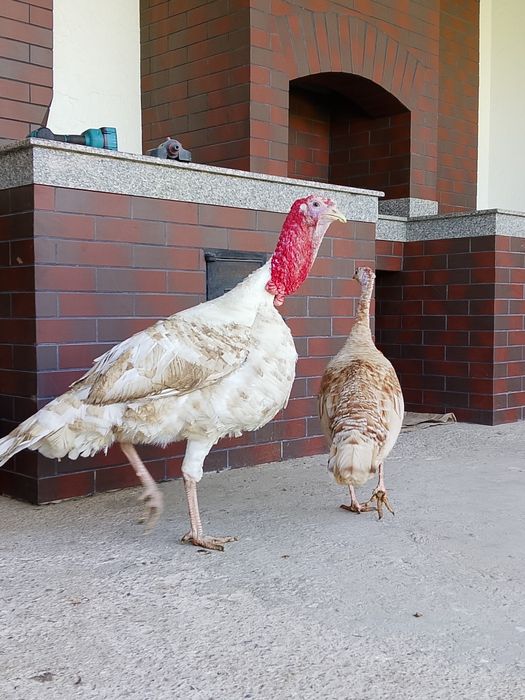 Индюки 45 000тг .