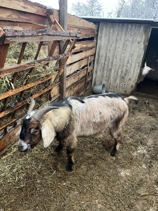 Țap de rasa de vanzare