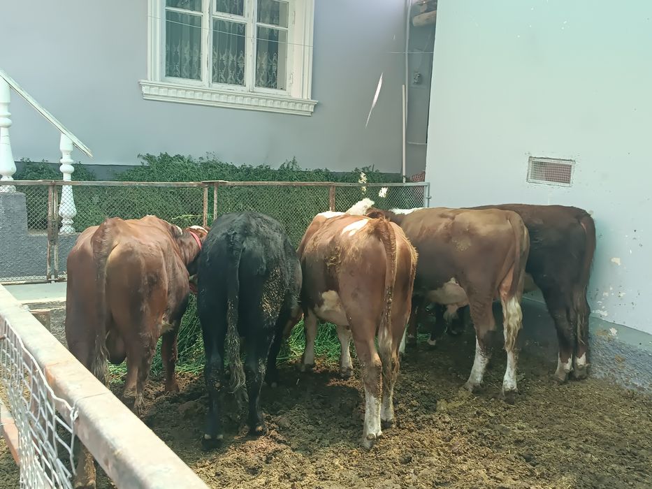 Green Ford buqalar sotiladi