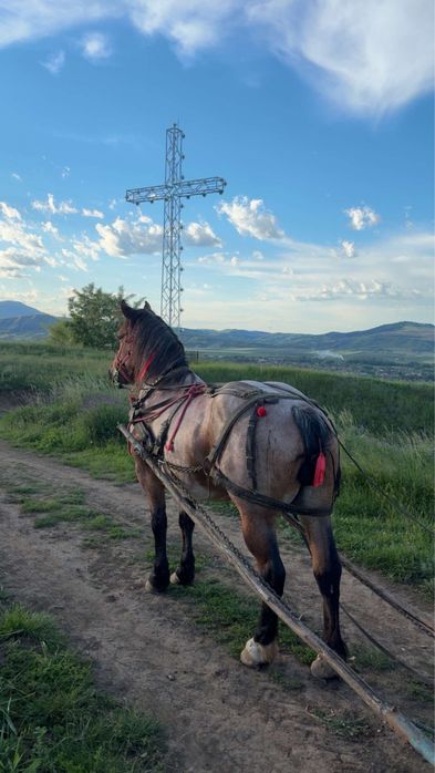 Iapa de vânzare