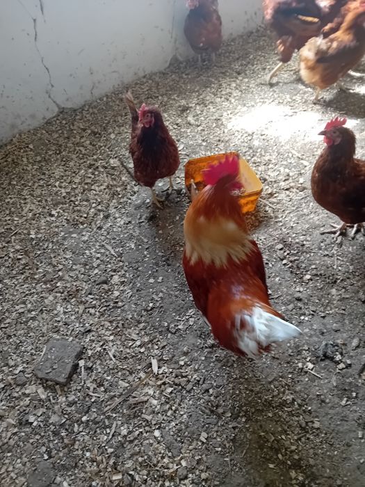 Ломан  Браун Ярки .Яйца