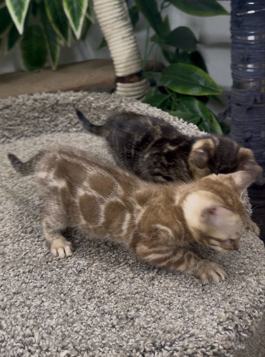 Бенгальские кошки