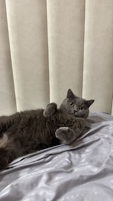 Отдам в добрые руки