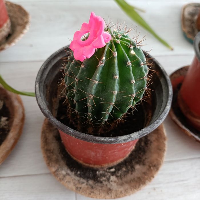 Кактусы хлорофитум сансевьера