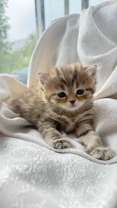 Продаются очаровательные котята