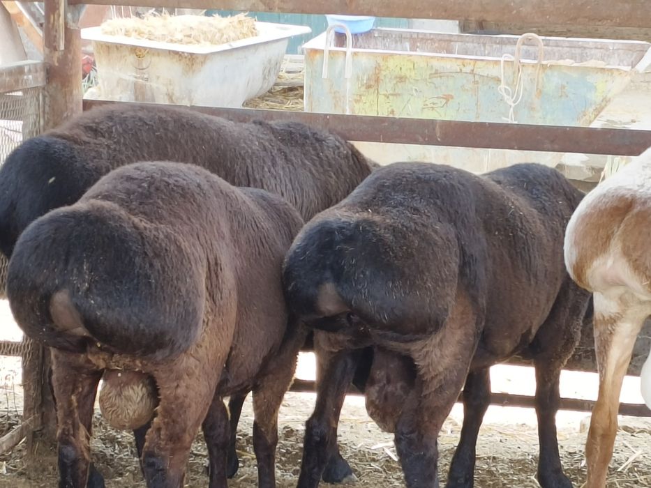 Қурбонлик учун сифатли қўйлар