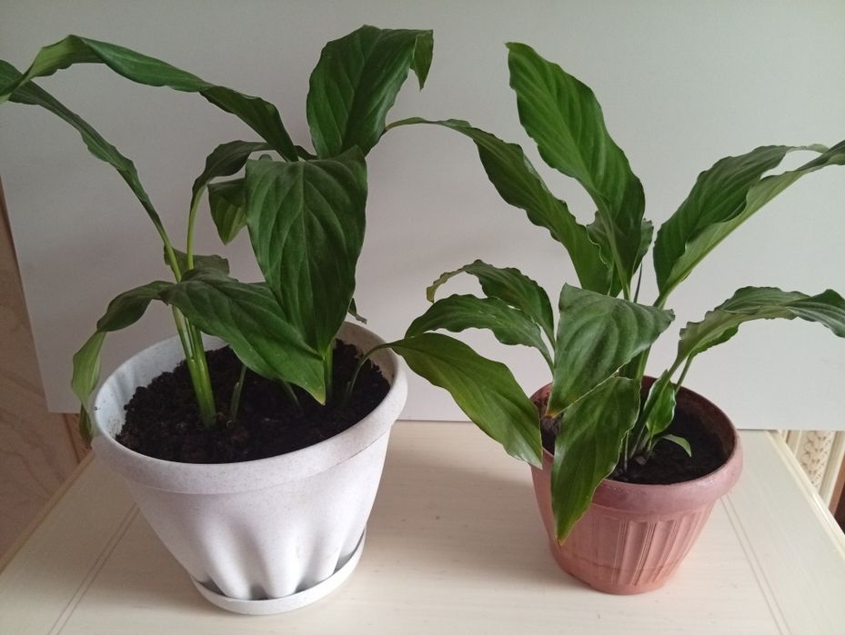 Женское счастье,спатифиллум