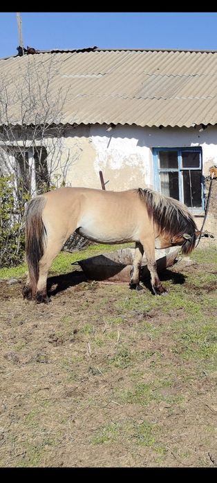 Биелер-кобылки !