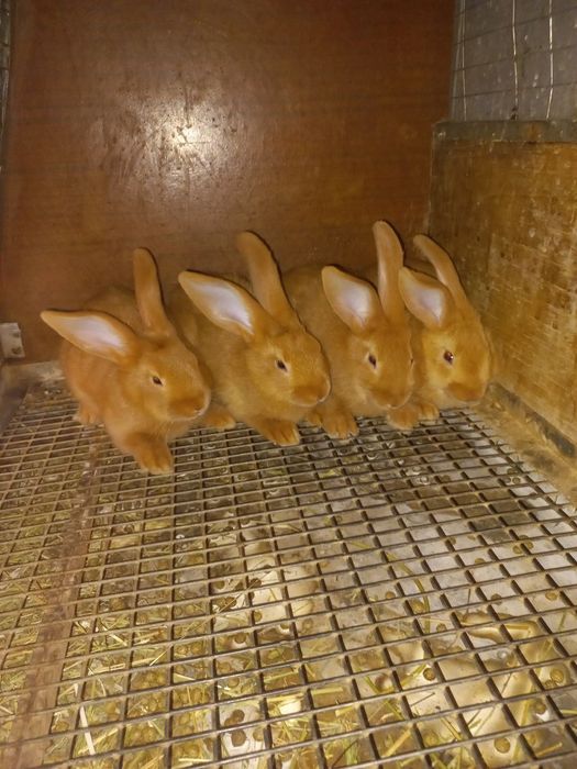 Кролики Бургундской породы и Полтавское серебро