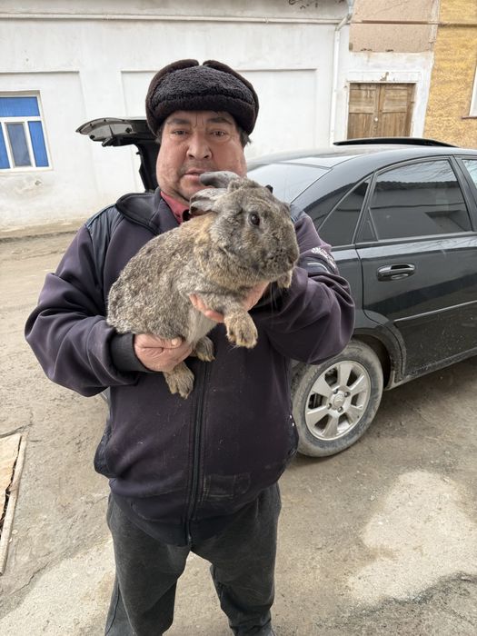 quyonlar bor harxil porodoli kelishilgan narxda beramiz