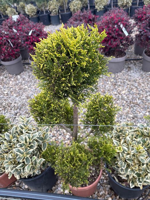 Mini spirale, pon pon , plante de gard viu , palmieri