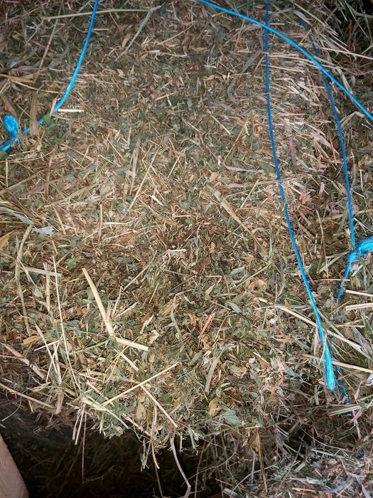 Van baloti de lucerna