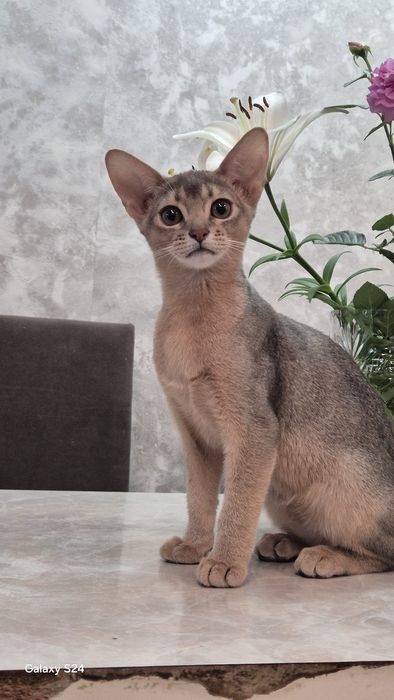 Абиссинские котята