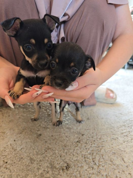 Щенки  пинчера-той