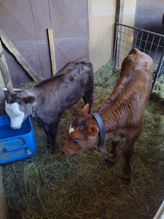 Vand vaca cu doi vitei