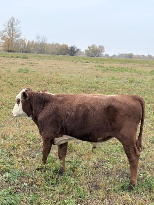 Потсос бызау 12 бас