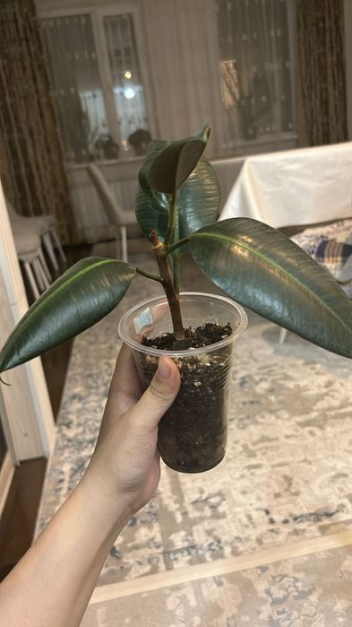 Срочно продается фикус