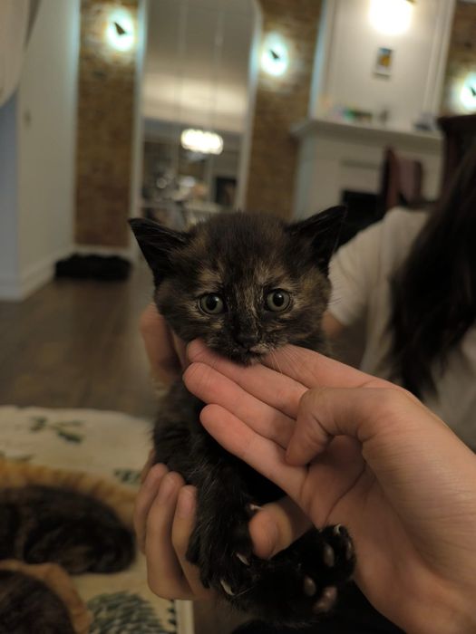 котята британцы чистокровки