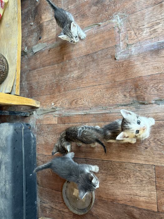 Отдам в добрые руки котят