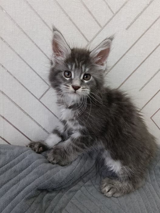 Продам котят Мейн куны