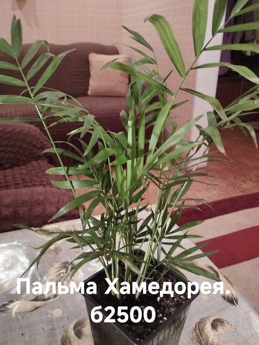 Продам комнатные растения