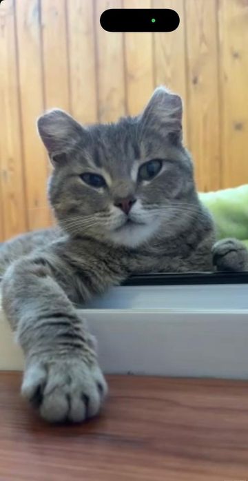 Кошечка молодая!