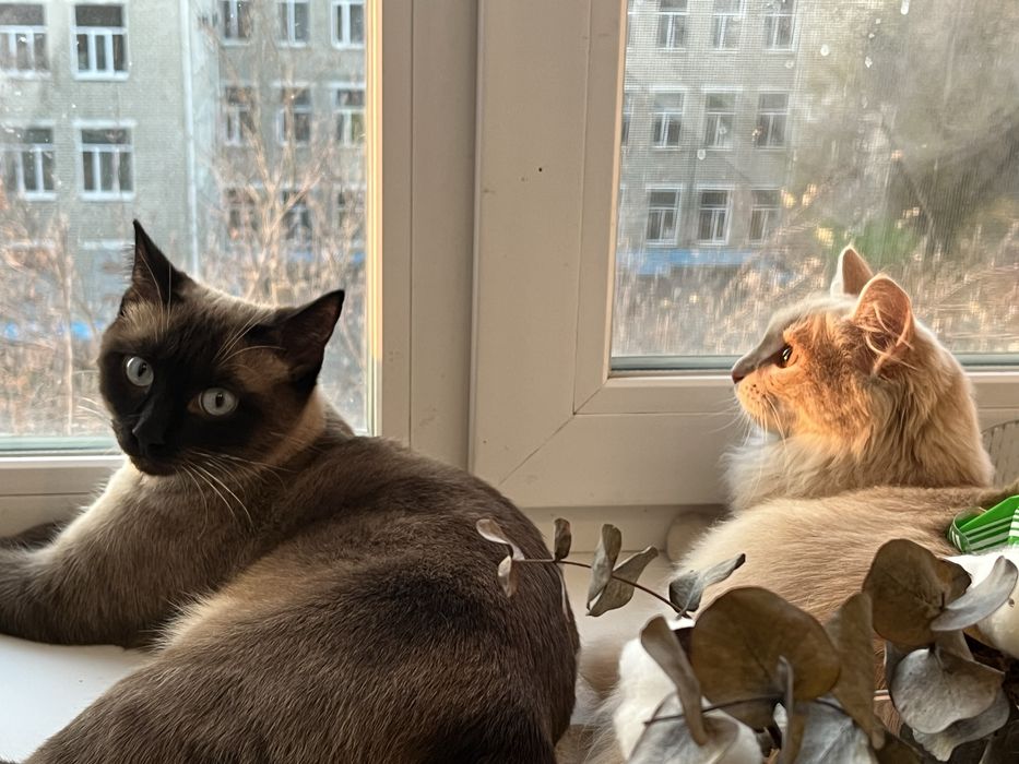 Отдам в хорошие руки