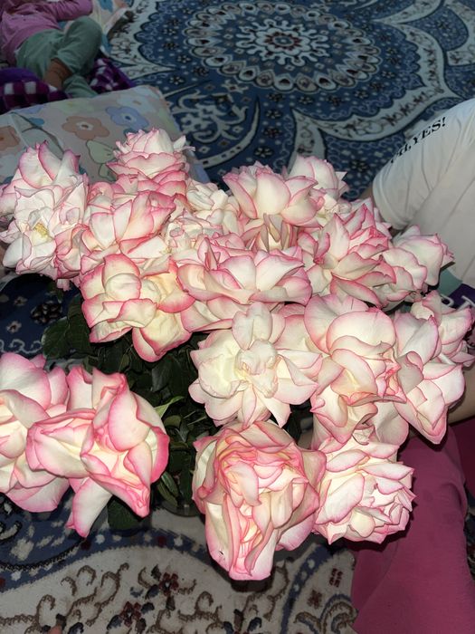 Голанлски розы 5 мынга