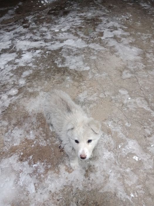 Продается щенок самоед девочка